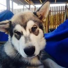 Alaskan malamute Snow Cutter´s Untouchable Bandit