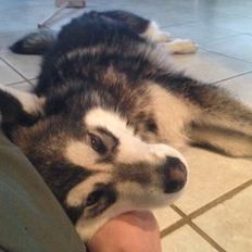 Alaskan malamute Snow Cutter´s Untouchable Bandit