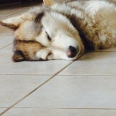 Alaskan malamute Nice Charm´n Sexy Smilla Malamute Sanctuary