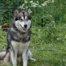Alaskan malamute Snowcreek HardWorking Aslan