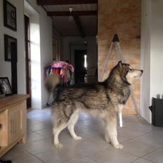 Alaskan malamute Snowcreek HardWorking Aslan