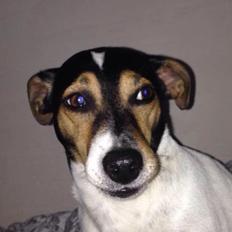 Dansk svensk gaardhund Mille