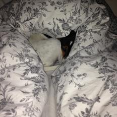 Dansk svensk gaardhund Mille