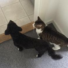 Blanding af racer Bertha *Maltipoo*