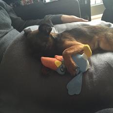 Griffon petit brabancon Ollie <3