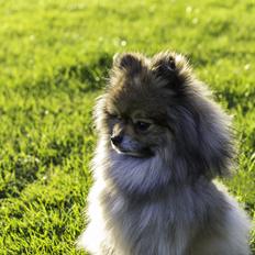Pomeranian Kirby