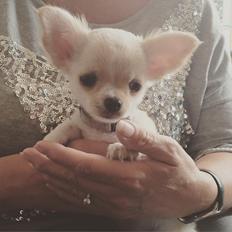 Chihuahua Manøs Oluf (Olaf)