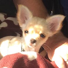 Chihuahua Manøs Oluf (Olaf)