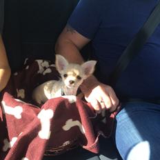 Chihuahua Manøs Oluf (Olaf)