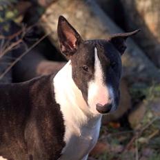 Bullterrier Lille røv aka Pomfritten