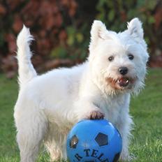 West highland white terrier Wass Ewita - Gry