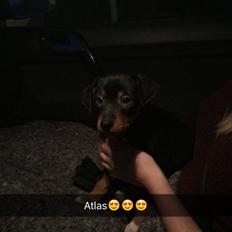 Blanding af racer Atlas