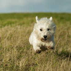 West highland white terrier Penny