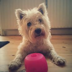 West highland white terrier Penny