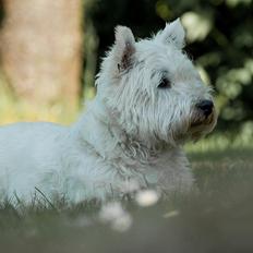 West highland white terrier Penny