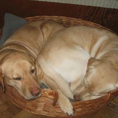 Labrador retriever Cousin Jims Cassandra (Nala)