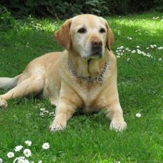 Labrador retriever Cousin Jims Cassandra (Nala)