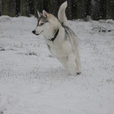 Siberian husky Mesmocan Silver Flame [Himmelhund]