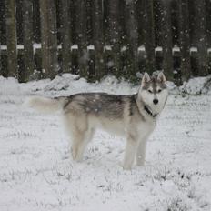 Siberian husky Mesmocan Silver Flame [Himmelhund]