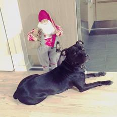 Blanding af racer Shaggie (himmelhund<3)