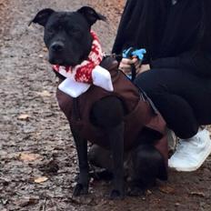 Blanding af racer Shaggie (himmelhund<3)