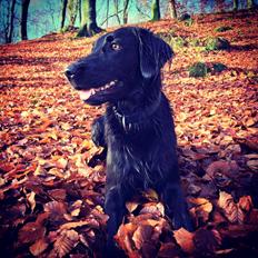 Blanding af racer Sia