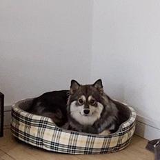 Finsk lapphund Kirsikka