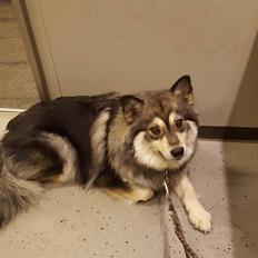 Finsk lapphund Kirsikka