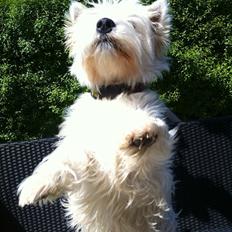 West highland white terrier Ozzy
