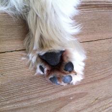 West highland white terrier Ozzy