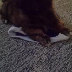 Blanding af racer Sofus