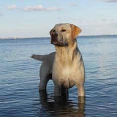 Labrador retriever Walther
