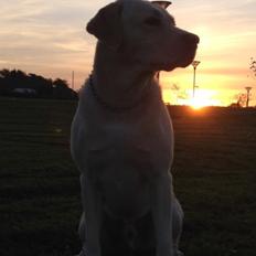Labrador retriever Walther