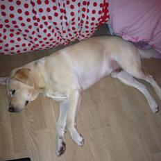 Labrador retriever Walther