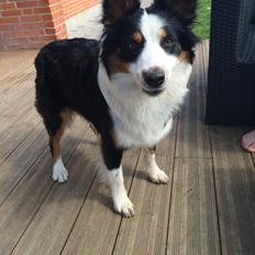 Australian shepherd Rosenlysts Black Velvet