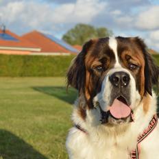 Sankt bernhardshund Layka