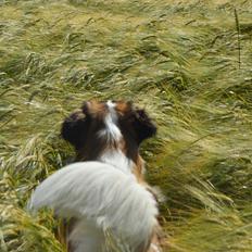 Sankt bernhardshund Layka