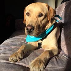 Labrador retriever Lui