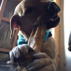 Labrador retriever Lui