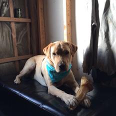 Labrador retriever Lui