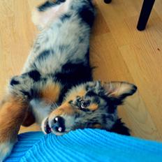 Blanding af racer Merle