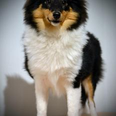 Shetland sheepdog Microgården's Zusie Q aka Esther