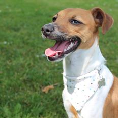 Dansk svensk gaardhund Agnes