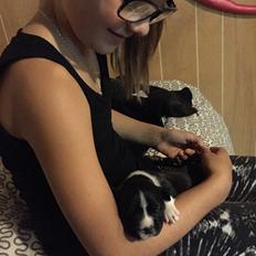 Staffordshire bull terrier Karla