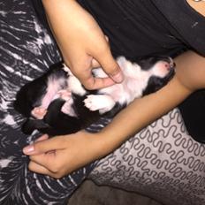 Staffordshire bull terrier Karla