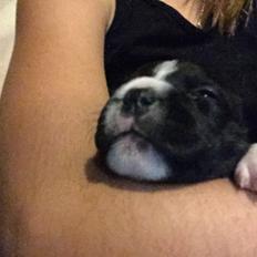 Staffordshire bull terrier Karla