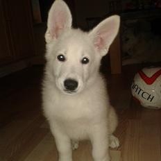 Hvid Schweizisk Hyrdehund Hinto van Suthwalda