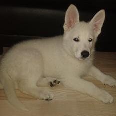 Hvid Schweizisk Hyrdehund Hinto van Suthwalda