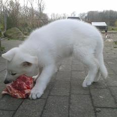 Hvid Schweizisk Hyrdehund Hinto van Suthwalda