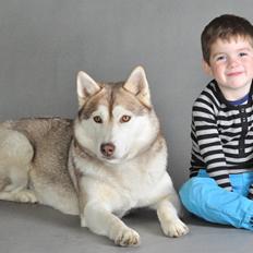 Siberian husky Mesmocan Says Peek-a-boo Leeloo (Nanna)